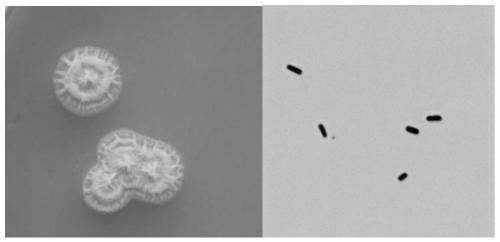 Application of Bacillus Velez nz-4 in promoting plant growth