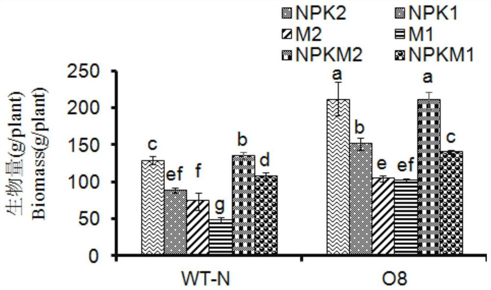 Application of OsNRT2.3b to increase of yield and improvement of quality of oryza sativa