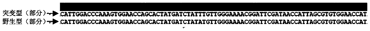 Ubiquitin ligase Smurf1 mutant, coding gene and application