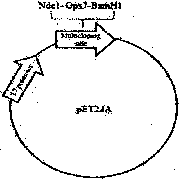 A kind of preparation method of gpx7 recombinant protein