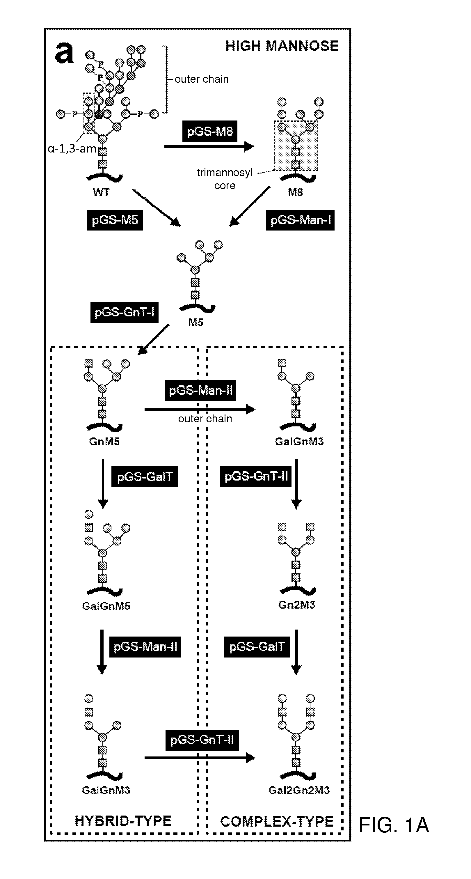 Methods for producing substantially homogeneous hybrid or complex n-glycans in methylotrophic yeasts