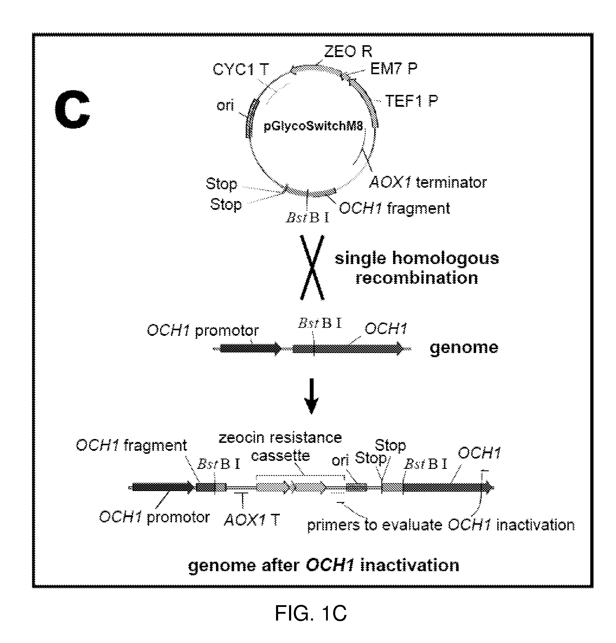 Methods for producing substantially homogeneous hybrid or complex n-glycans in methylotrophic yeasts