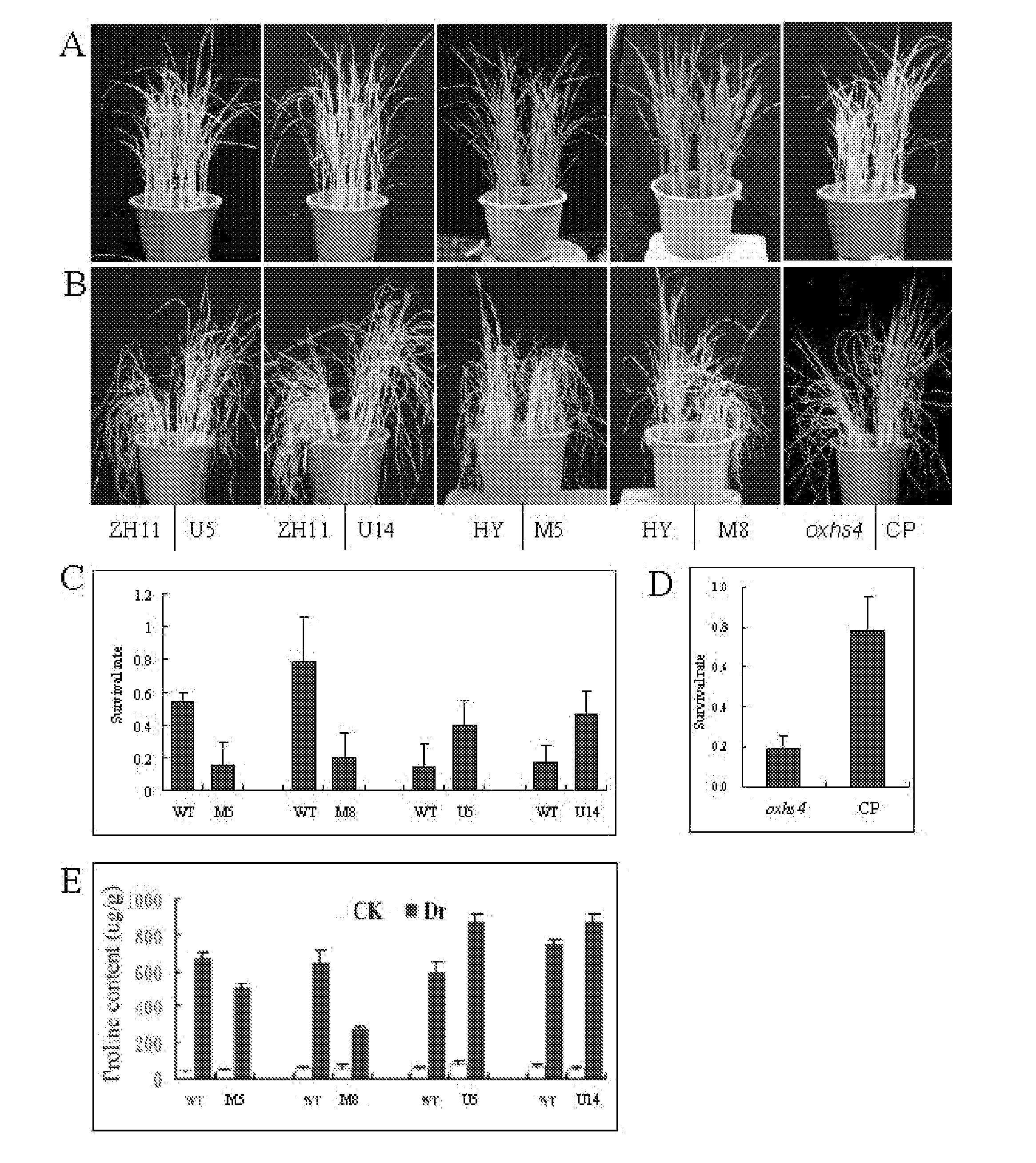 Use of OXHS4 Gene in Controlling Rice Drought Resistance