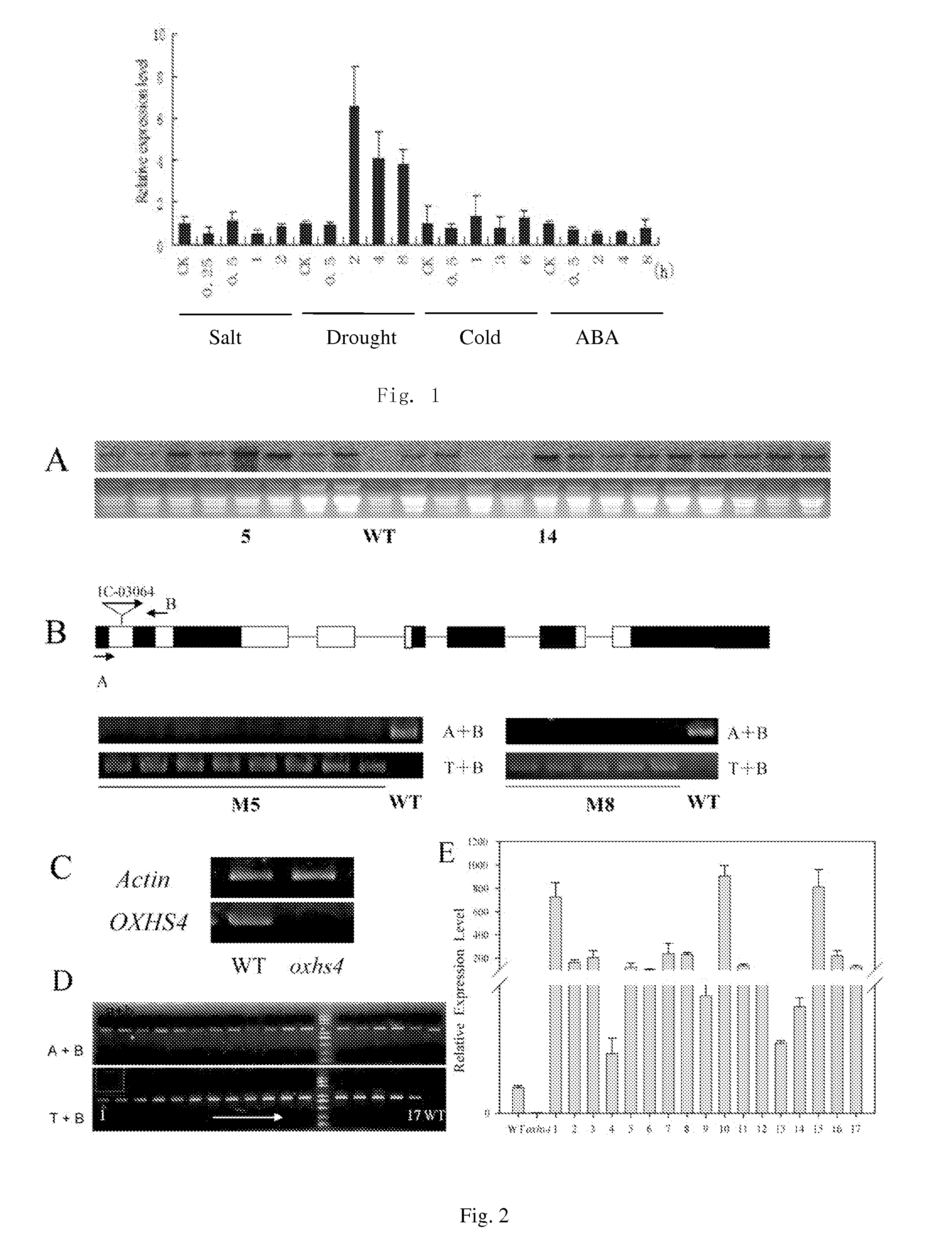 Use of OXHS4 Gene in Controlling Rice Drought Resistance