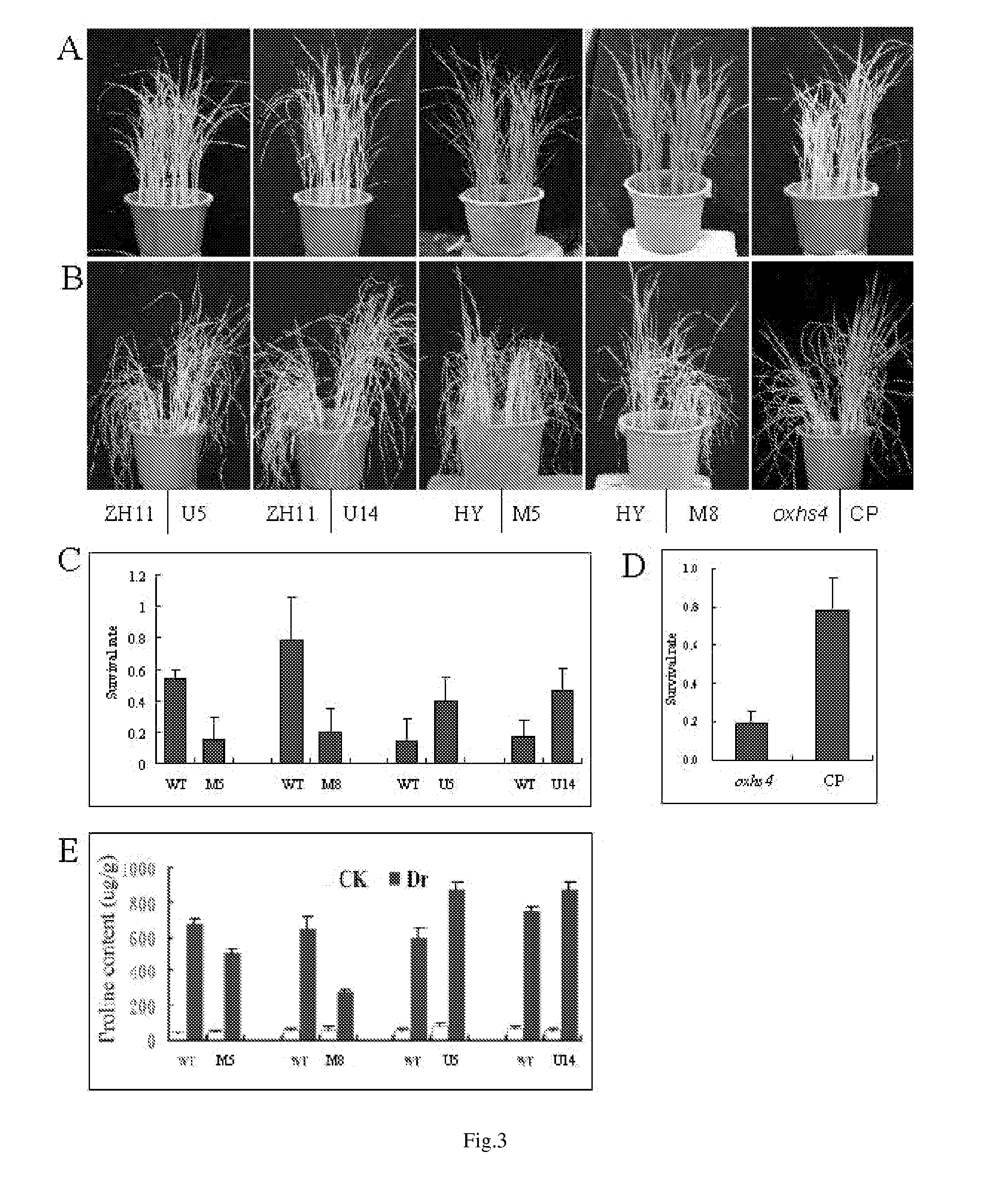 Use of OXHS4 Gene in Controlling Rice Drought Resistance