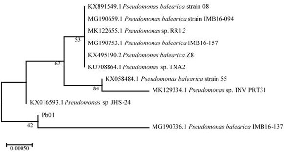 Pseudomonas balearica and application thereof in nitrogen and phosphorus removal of riverway water body