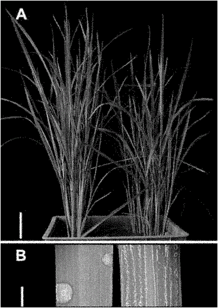 Method for culturing transgenic plant with decreased wax