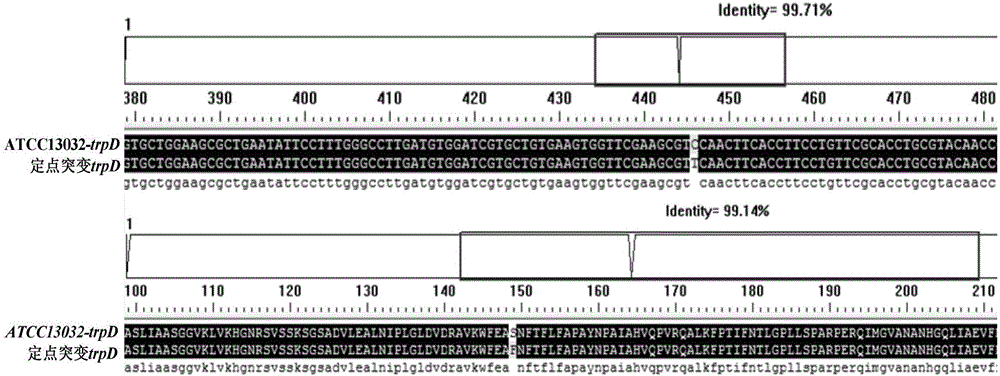 Corynebacterium glutamicum, and key tryptophan synthesis gene thereof