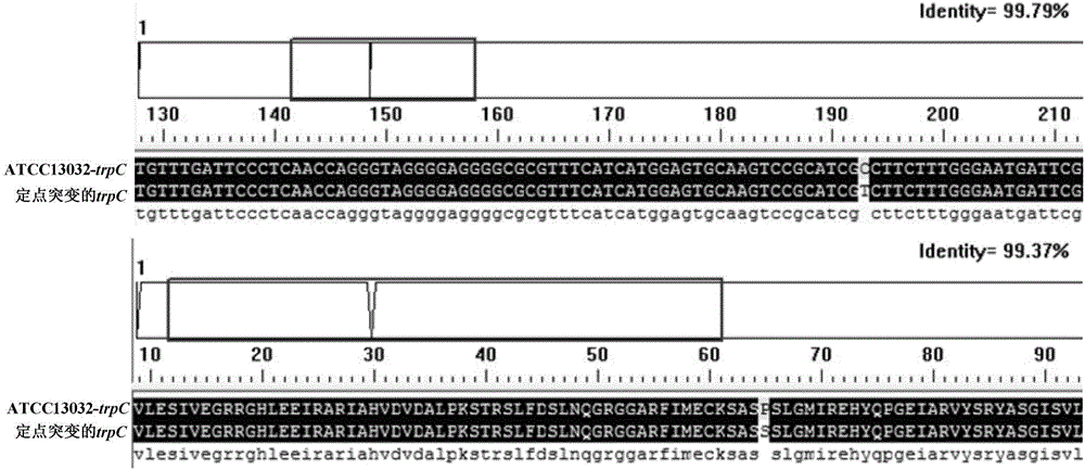 Corynebacterium glutamicum, and key tryptophan synthesis gene thereof