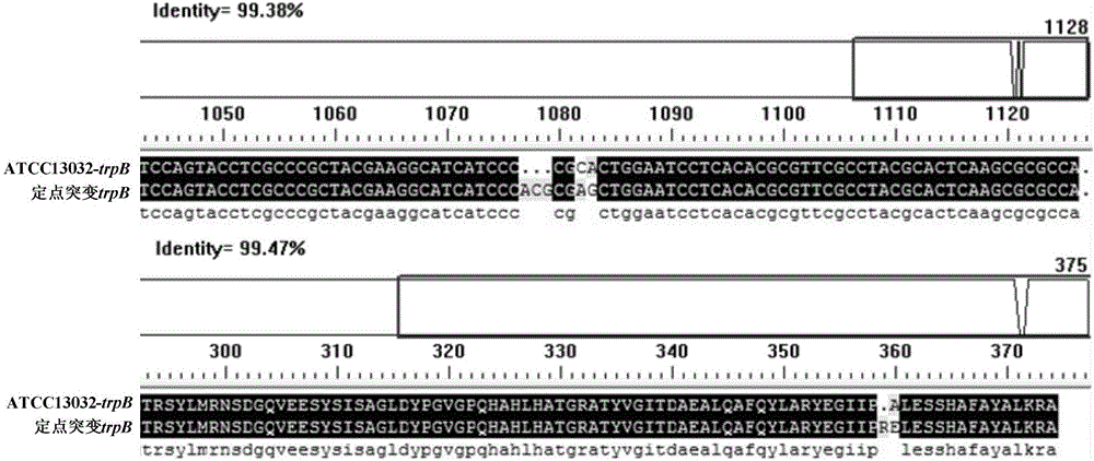 Corynebacterium glutamicum, and key tryptophan synthesis gene thereof