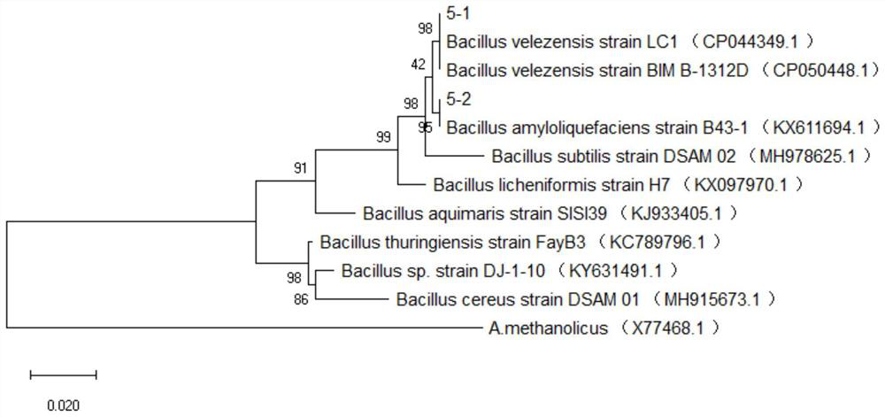 Method and application of compound microorganism treatment to control phloem bacillus pathogen in seedlings