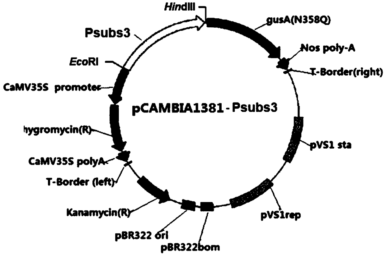 Paddy rice exogenous stress induction expression promoter Psubs3 and application thereof