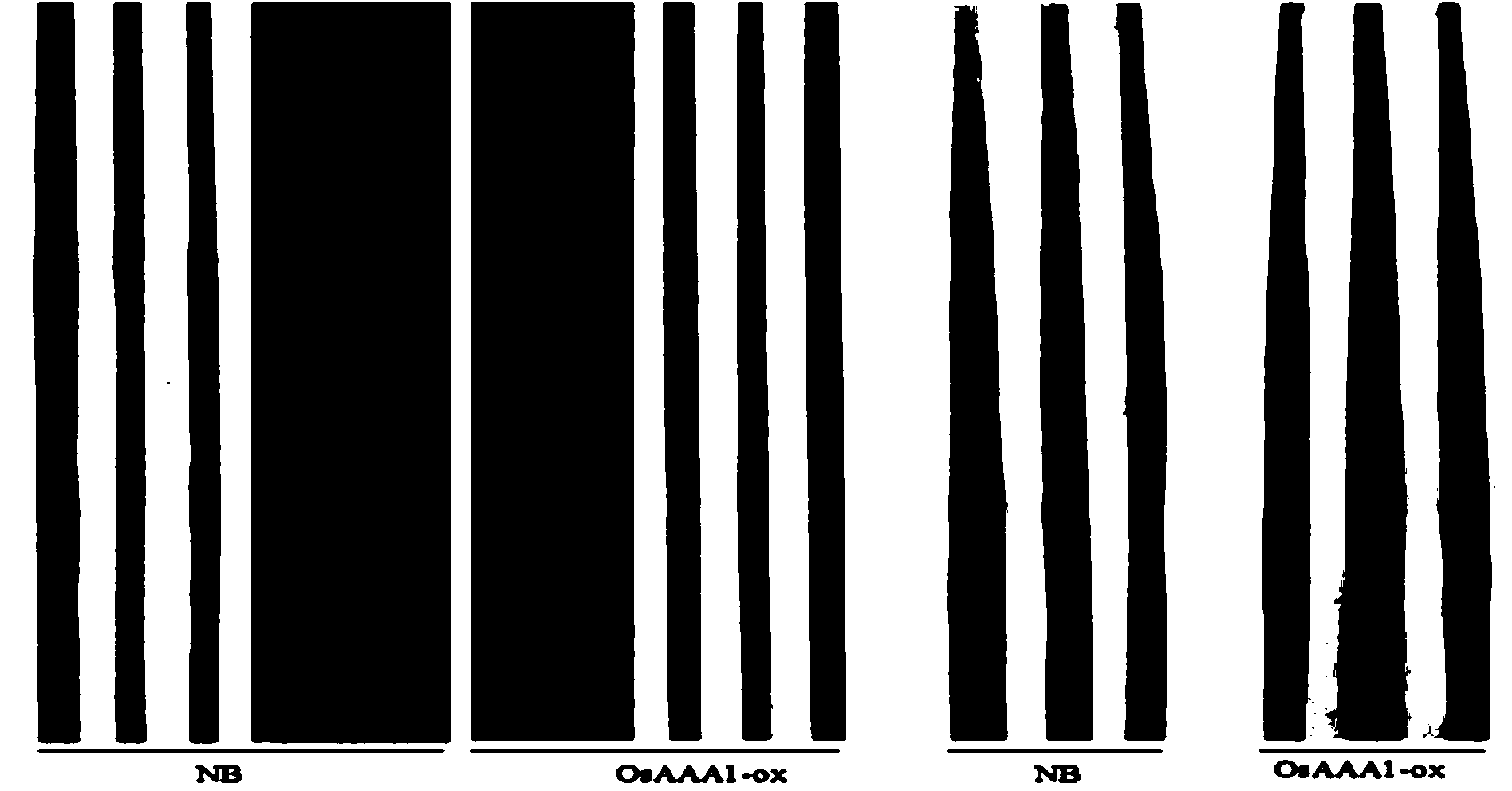 Rice induced disease-resistant gene OsAAA1 and application thereof