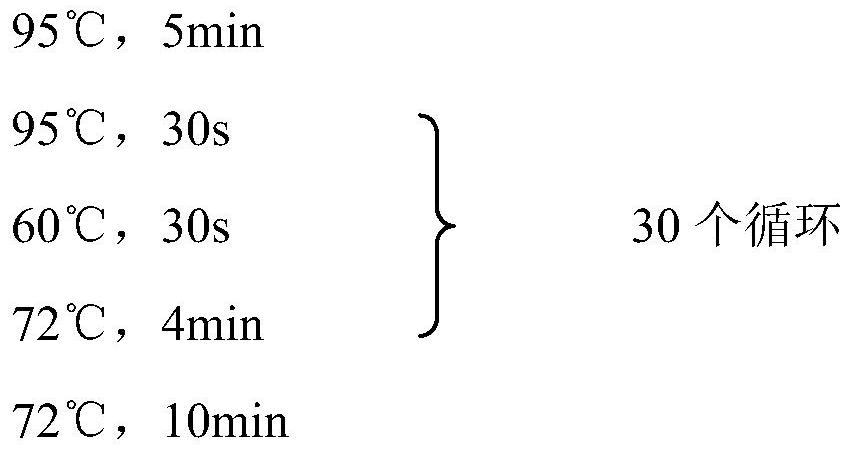 A kind of recombinant bacteria for immobilizing carbon dioxide to synthesize succinic acid and its construction method and application