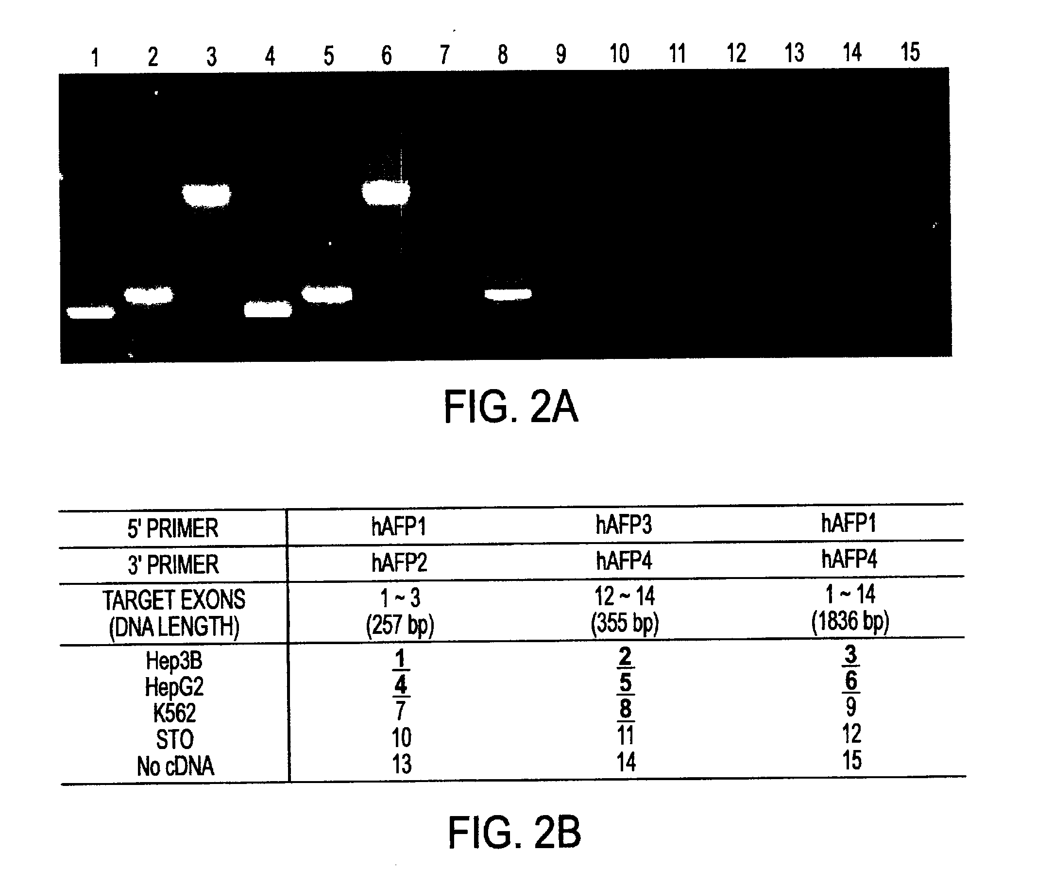 Liver tissue source