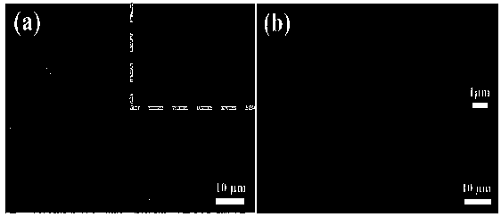 Method for preparing oil-water separation membrane from waste cigarette filter tip and application in oil-water separation