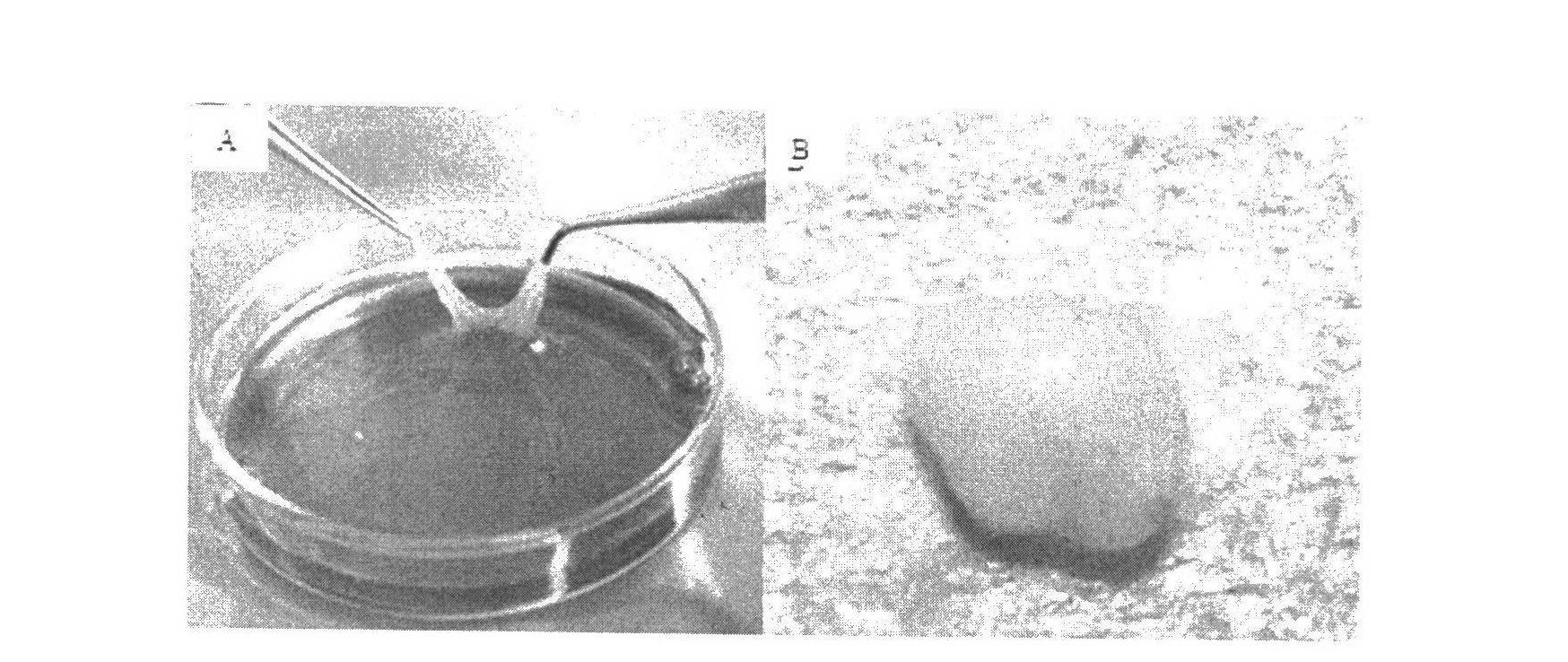 Tissue engineering cartilage and preparation method thereof