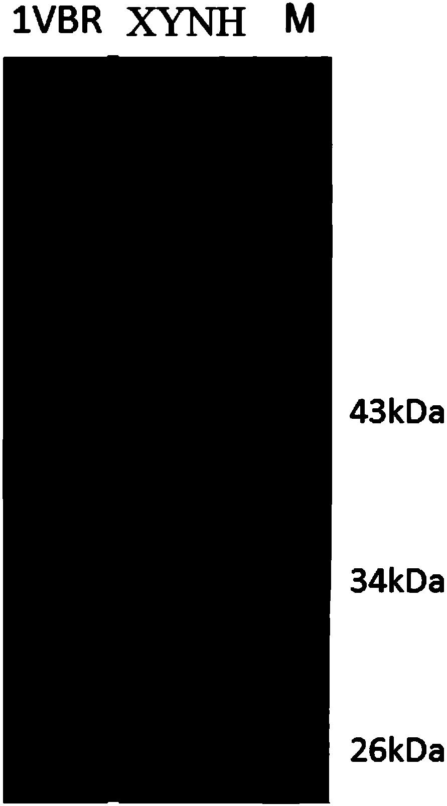 Mutant XYNH of extreme heat-resistant xylanase 1VBR and use thereof