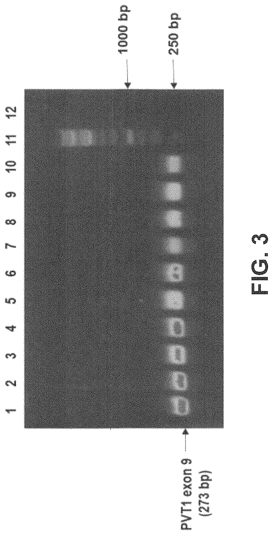 Plasmid vector for expressing a PVT1 exon and method for constructing standard curve therefor