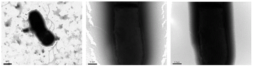 Sedum rhizosphere cadmium-resistant bacillus sp. strain, screening method and application thereof