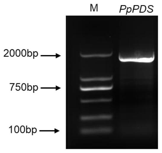 VIGS-based efficient peach leaf gene silencing method