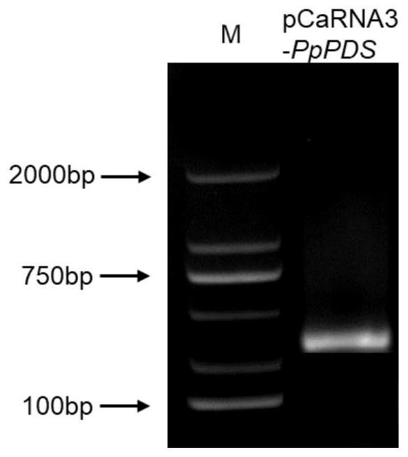 VIGS-based efficient peach leaf gene silencing method