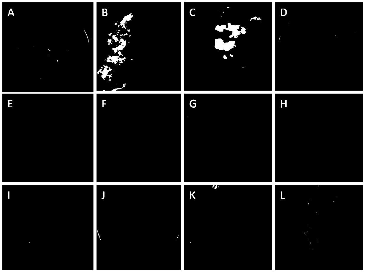 Tissue culture method of monocotyledons