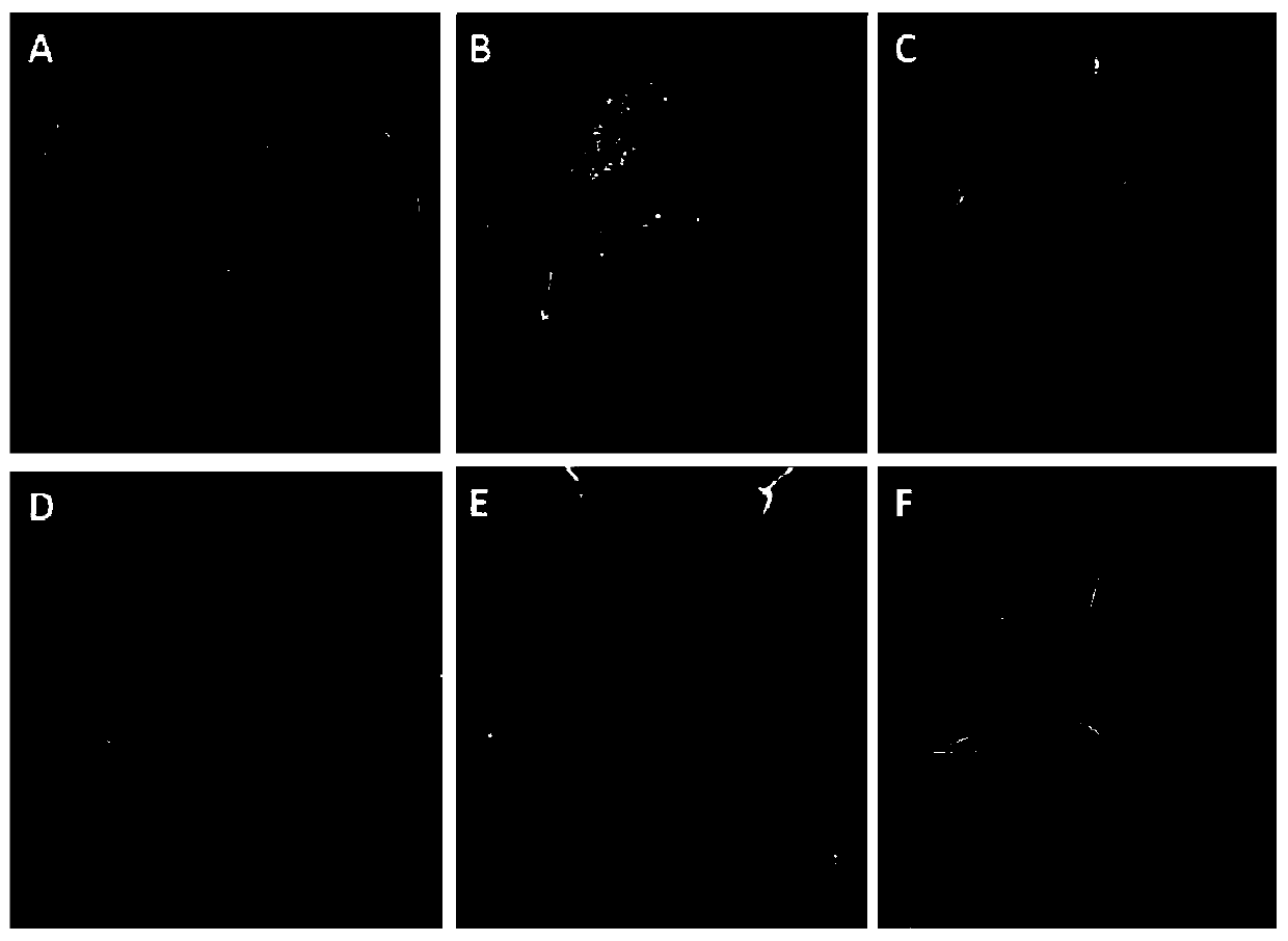 Tissue culture method of monocotyledons