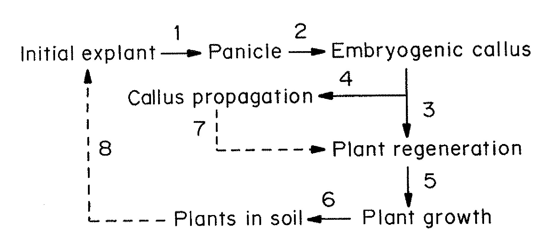 Propagation of transgenic plants