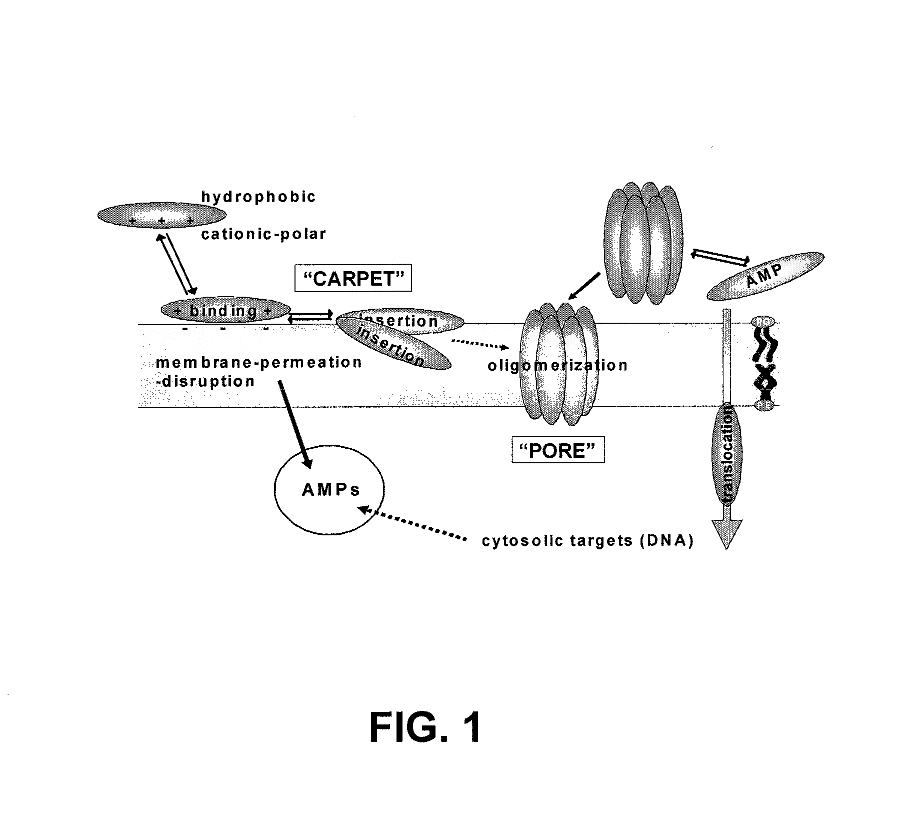 Antimicrobial peptide