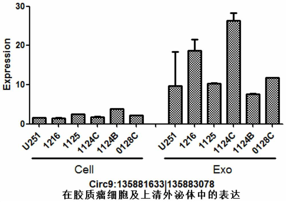 Glioma diagnostic marker circ9:135881633|135883078 and its application