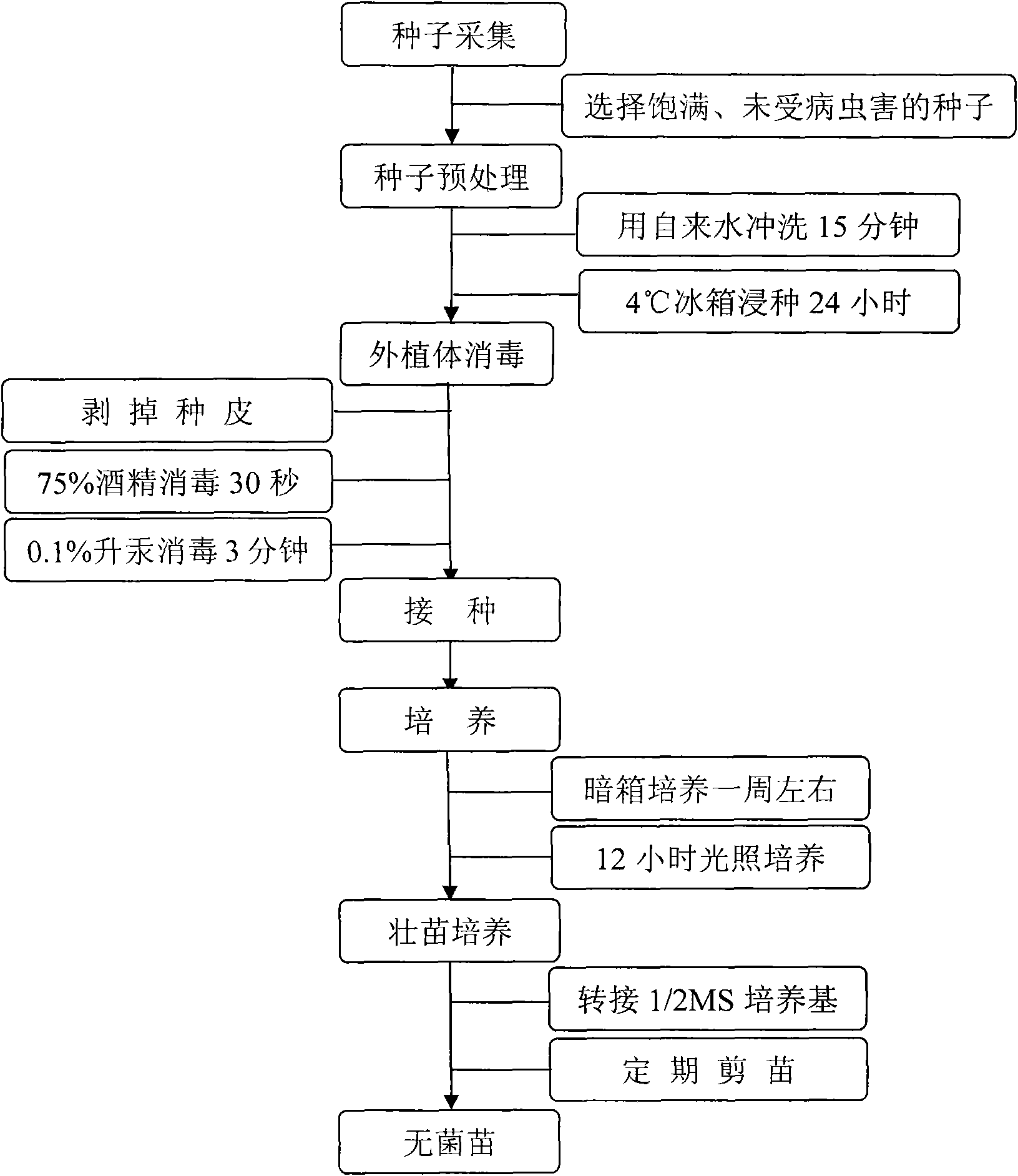 Axenic germination method of roegneria kamoji plants