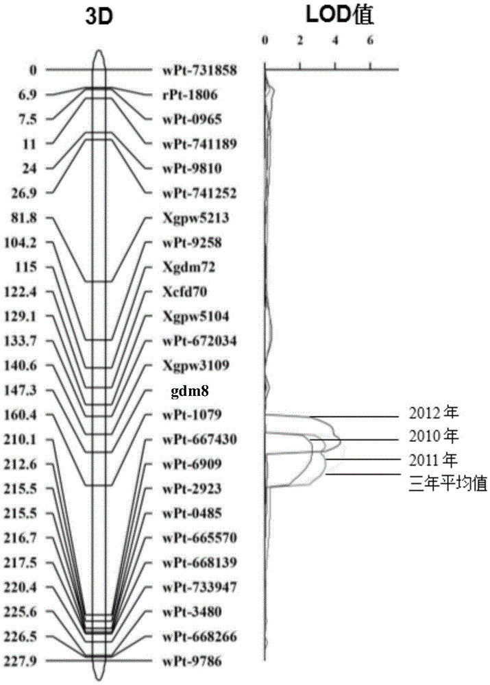 SSR molecular marker linked with wheat spikelet number QTL and application of SSR molecular marker