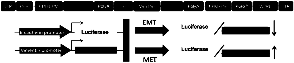 Purpose of ion pump inhibitor for inhibiting epithelial-mesenchymal transition and resisting tumor metastasis