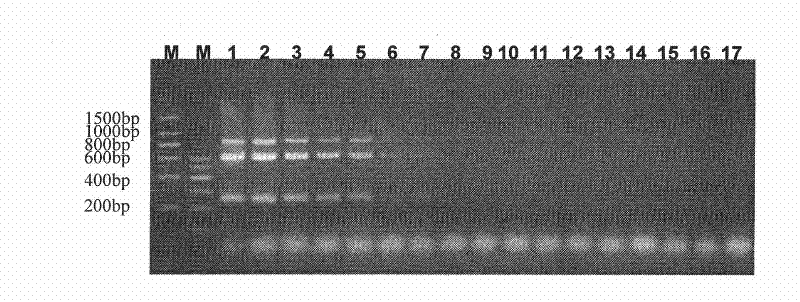 Multiplex polymerase chain reaction (PCR) kit for identifying mycobacterium tuberculosis