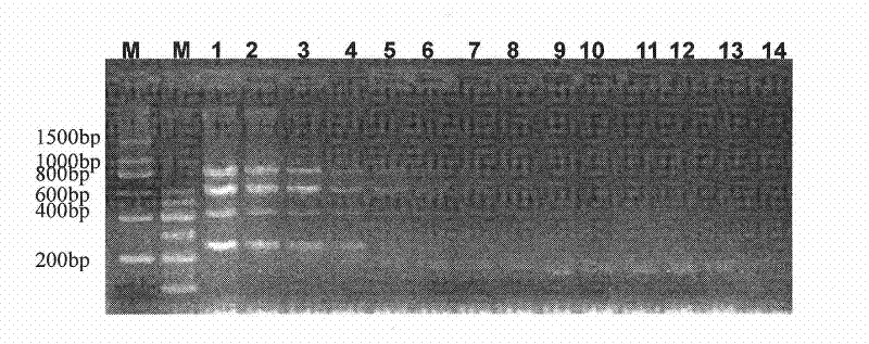 Multiplex polymerase chain reaction (PCR) kit for identifying mycobacterium tuberculosis