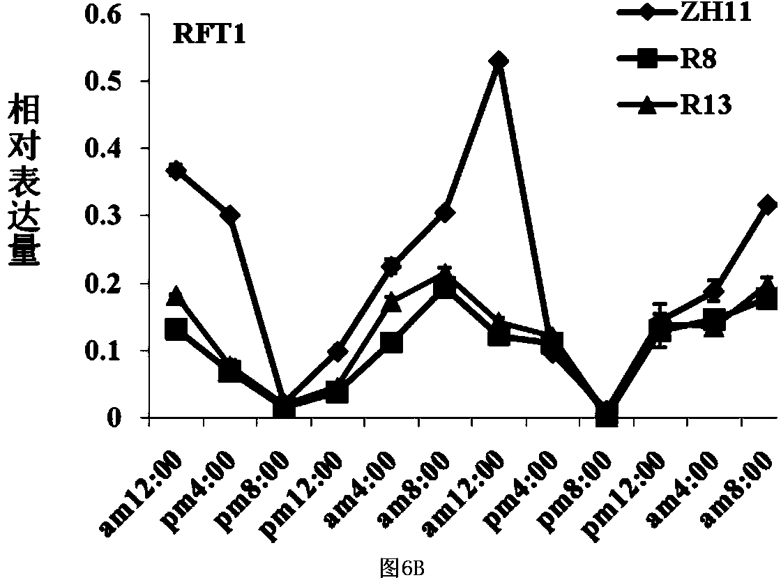 Application of histone methyltransferase SDG723 in regulation of heading period of rice