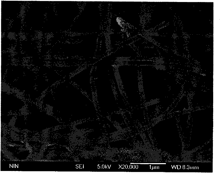 Method for preparing carbon nano-tubes by using biological product as catalyst precursor