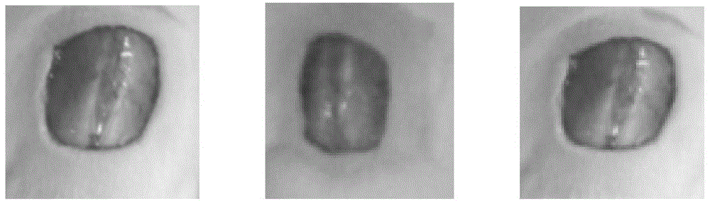 Chitosan spraying film agent and preparation method thereof