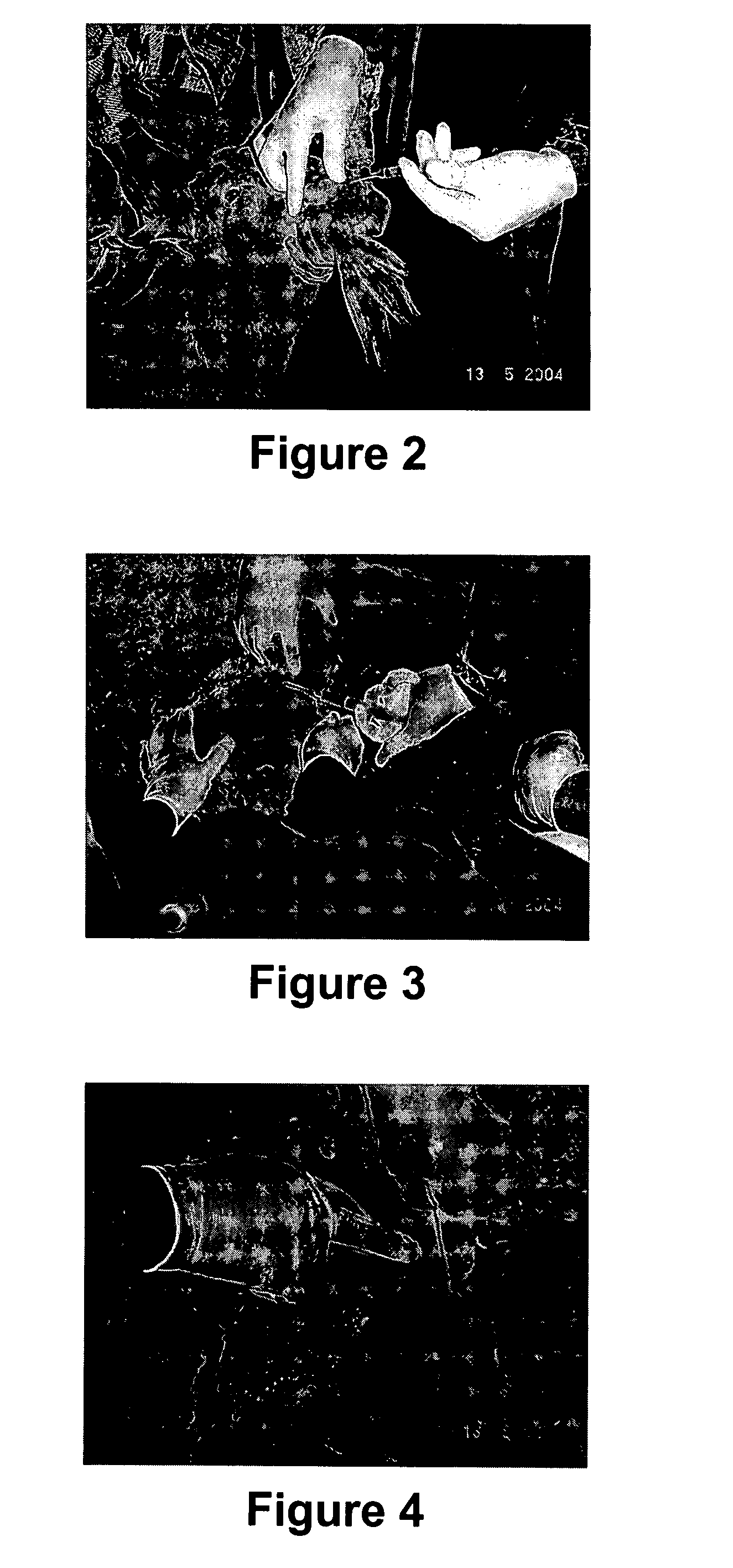 Antibody production method