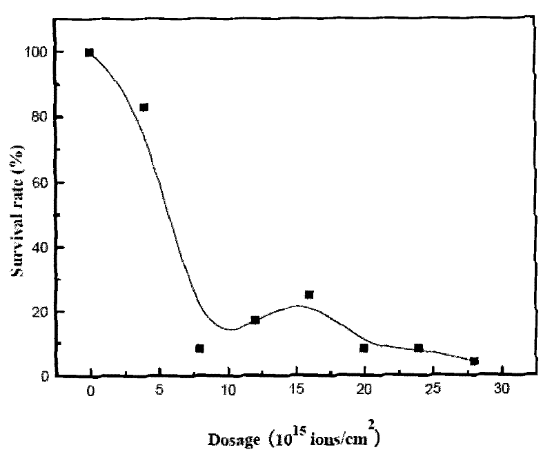 Clostridium acetobutylicum strain and screening method and application thereof