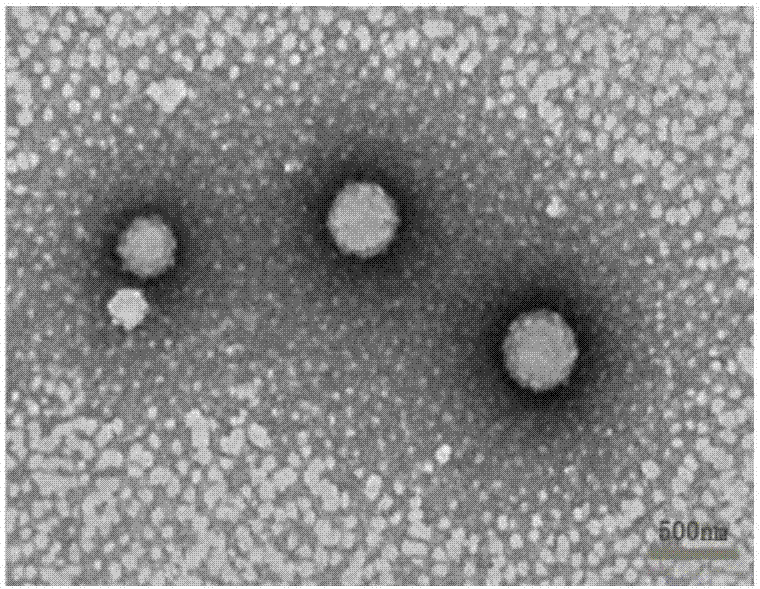 Hydrophobic drug entrapped lipid-polymer with dual functions of targeting and radiosensitivity as well as preparation method and application of lipid-polymer