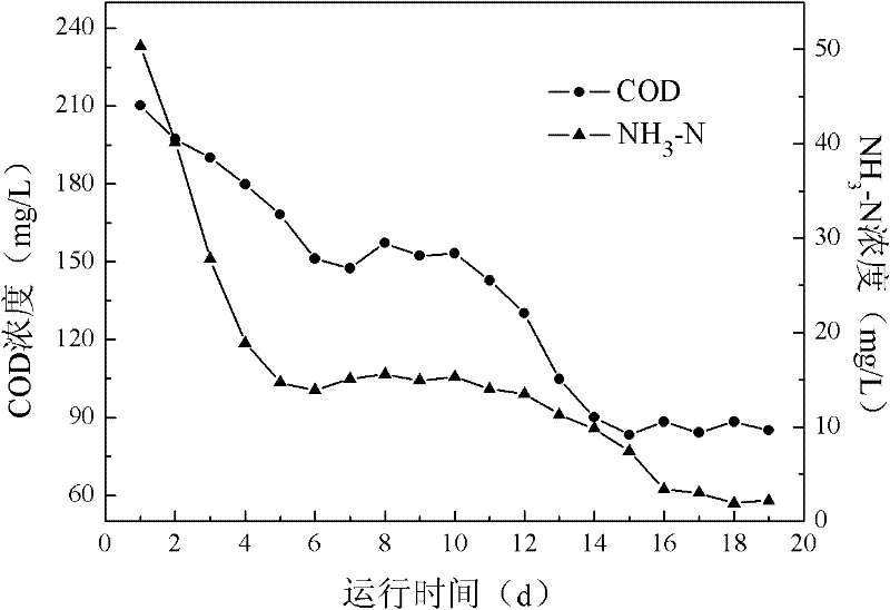 Microbial composite functional bacterial agent for treating coking wastewater and preparation method thereof