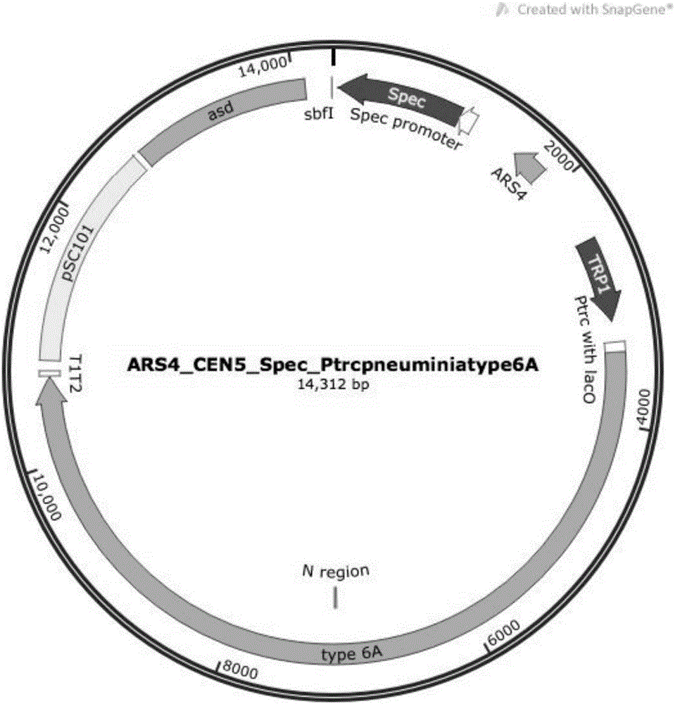 Method for constructing negative bacterium capable of expressing positive bacterium polysaccharide and mutant obtained by same