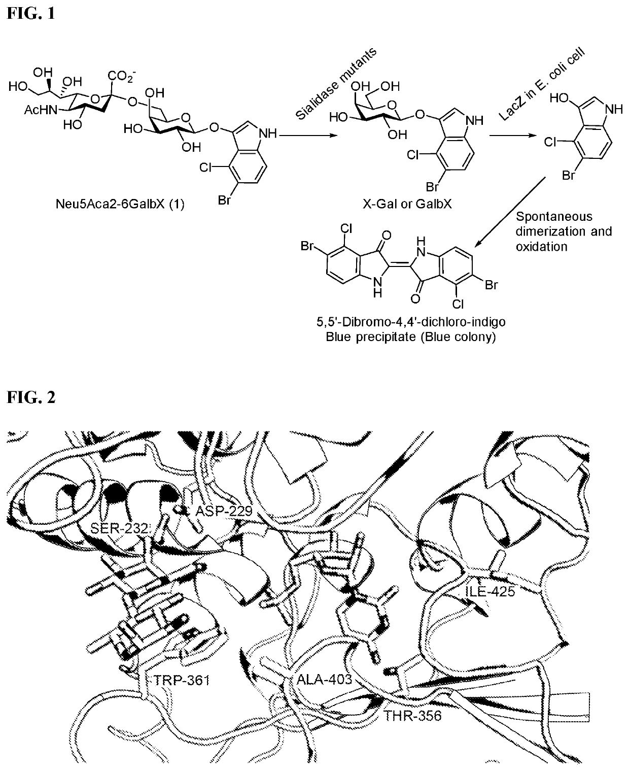 Sialyl transferase variants having neosialidase activity