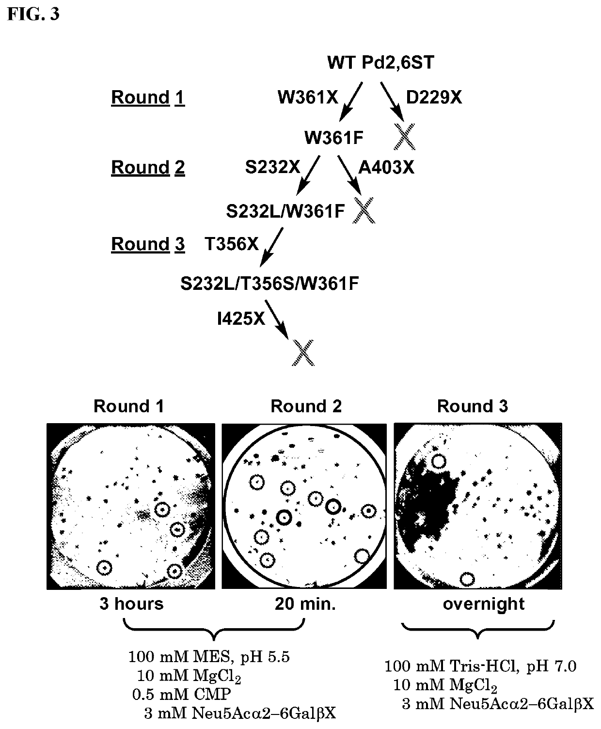 Sialyl transferase variants having neosialidase activity