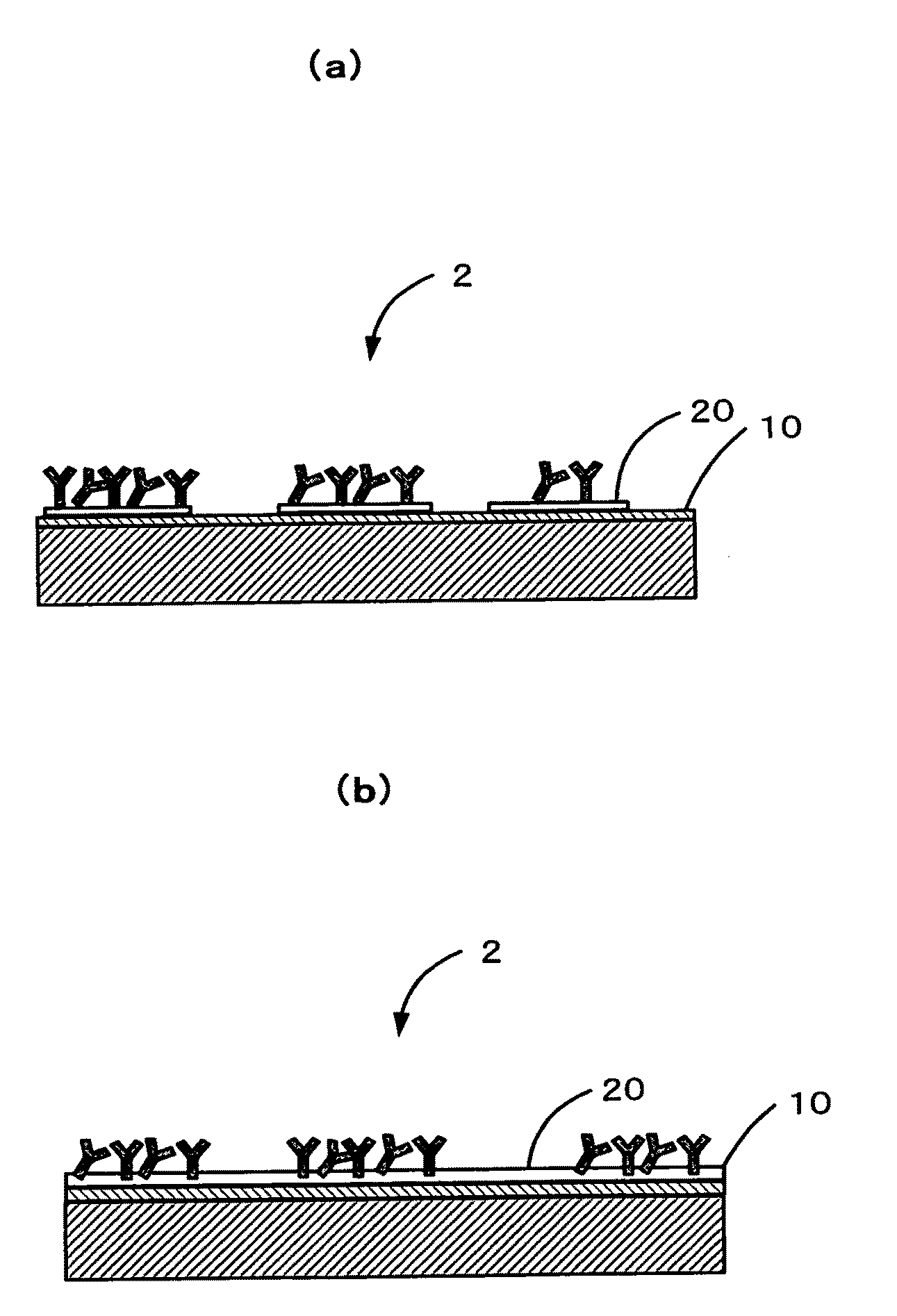 Method of producing solid-phase body having immobilized microobject and the use thereof