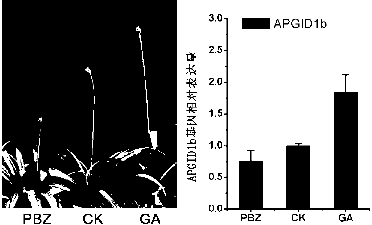 Agapanthus praecox gibberellin receptor APGID1b protein, and encoding gene and probe thereof