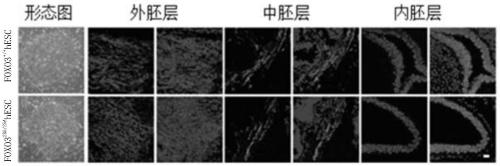 Human mesenchymal stem cell capable of delaying cell senescence and resisting malignant transformation and preparation method and application thereof