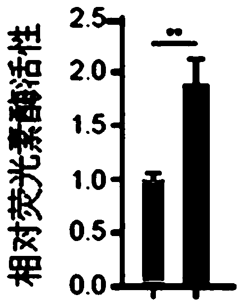 Human mesenchymal stem cell capable of delaying cell senescence and resisting malignant transformation and preparation method and application thereof